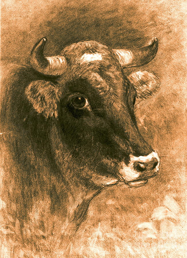 Cow 1880 Photograph by Padre Art
