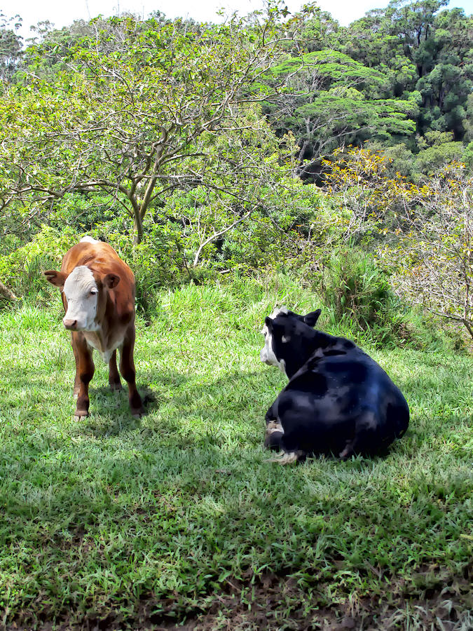 Cow 4 Photograph by Dawn Eshelman