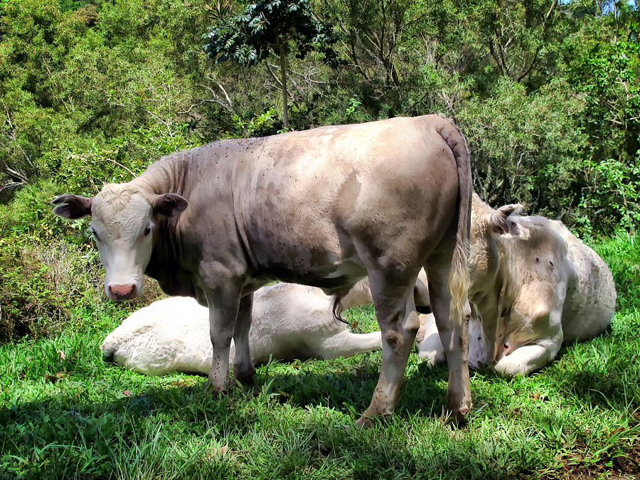 Cow 5 Photograph by Dawn Eshelman