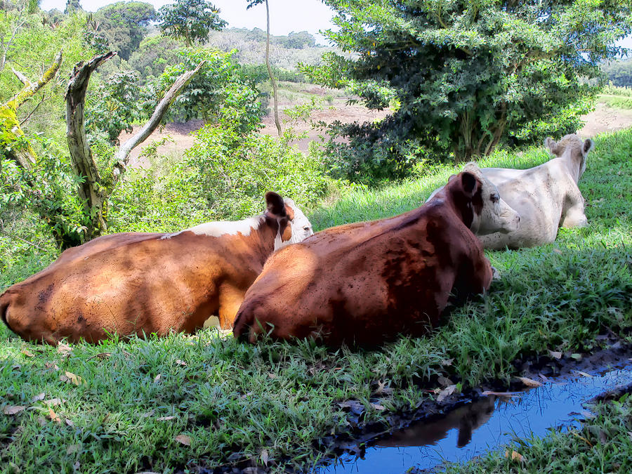 Cow 6 Photograph by Dawn Eshelman