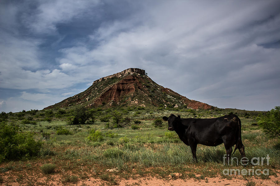 Cow-abunga Dude Photograph by Jim McCain