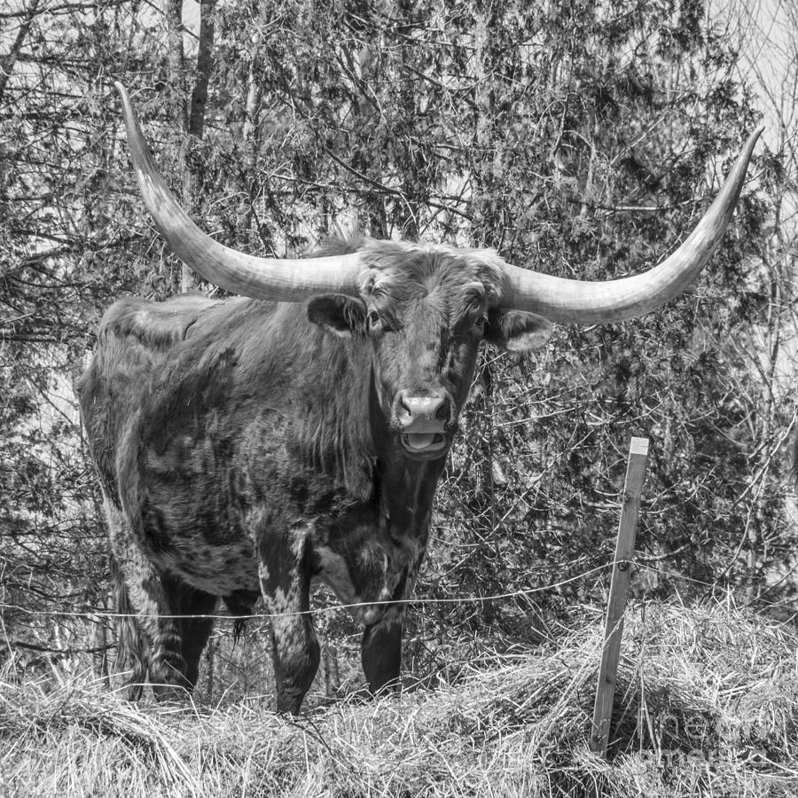 Cow Photograph by Alana Ranney