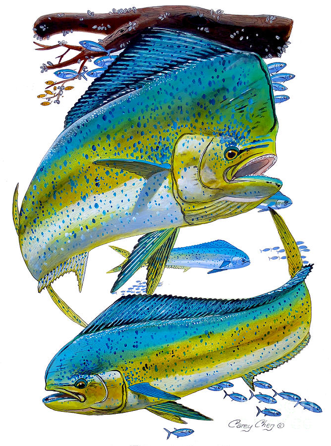 mahi mahi guy harvey wallpaper