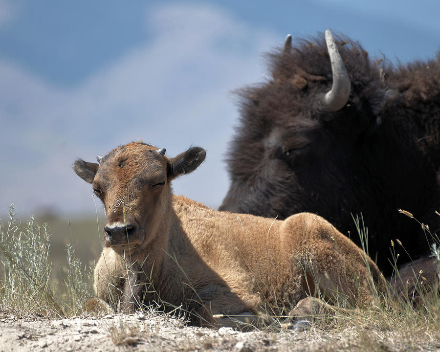 Bison Photograph - Cow and Calf Bison by Whispering Peaks Photography