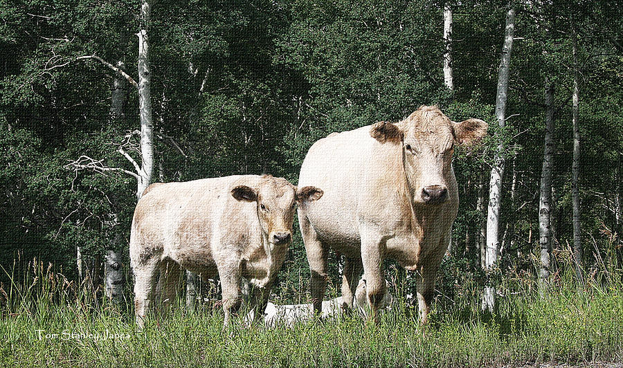 Cow And Calf Graze The White Mountians Digital Art by Tom Janca