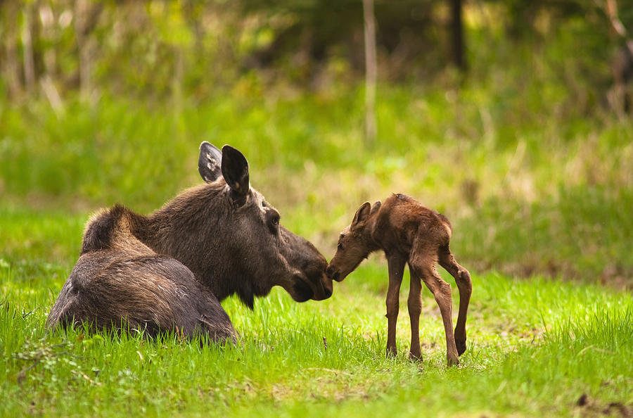 Anchorage Photograph - Cow And Calf Moose In Grass, Kincaid by Michael Jones