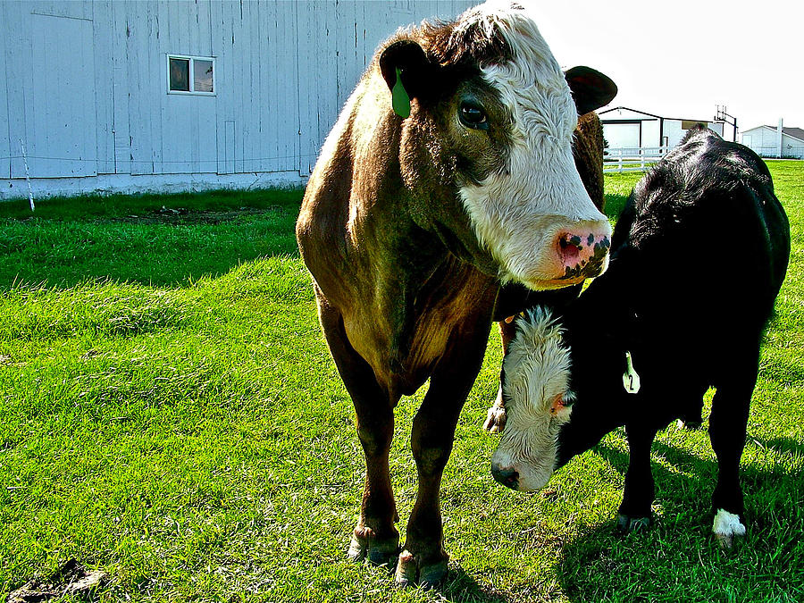 Cow And Calf On An Indiana Farm Photograph