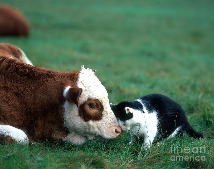 Cow And Cat Photograph by Hans Reinhard