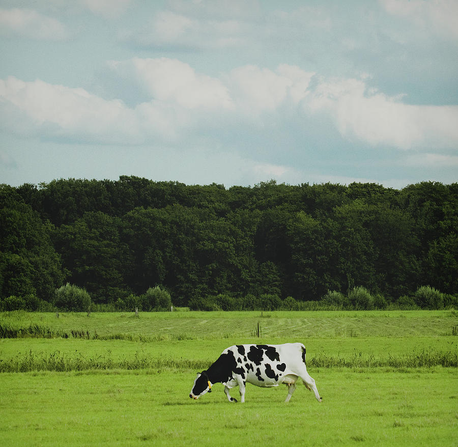 Cow And Landscape Photograph by Julia Davila-lampe