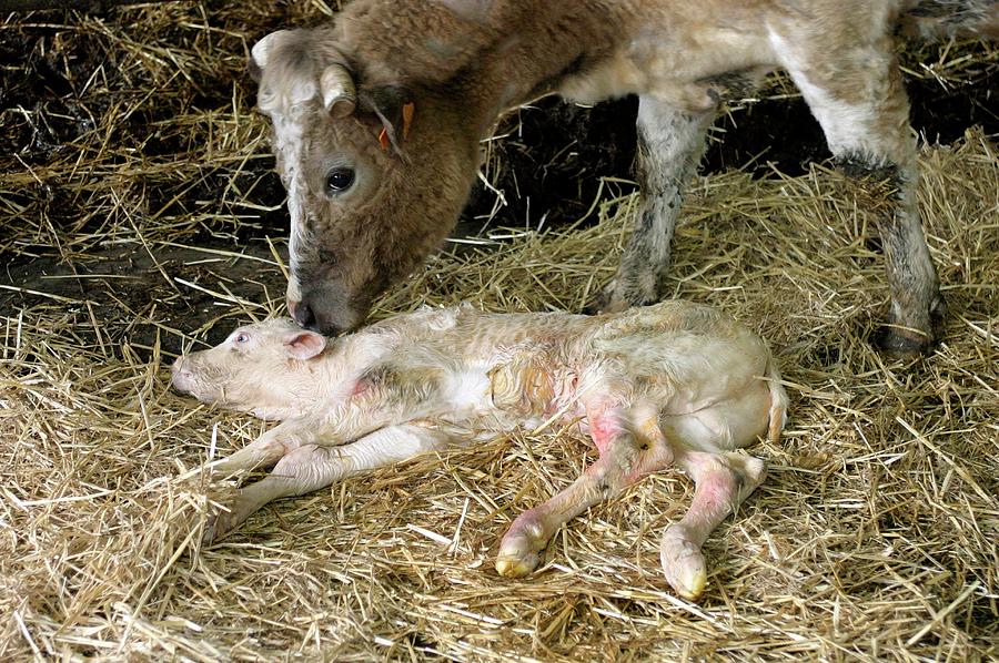 Cow And Newborn Calf Photograph by Claire Deprez/reporters/science ...