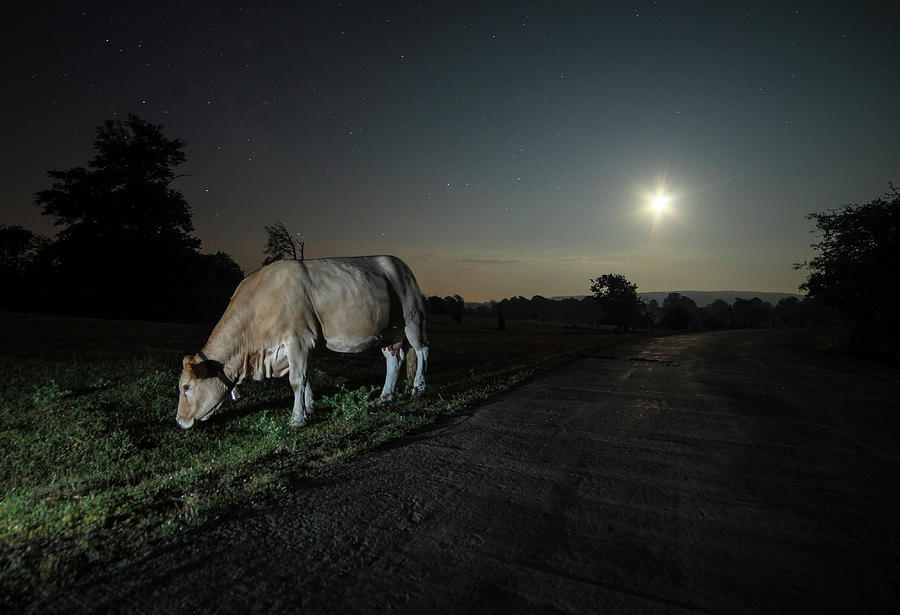 Cow And Night Photograph by Getty Images