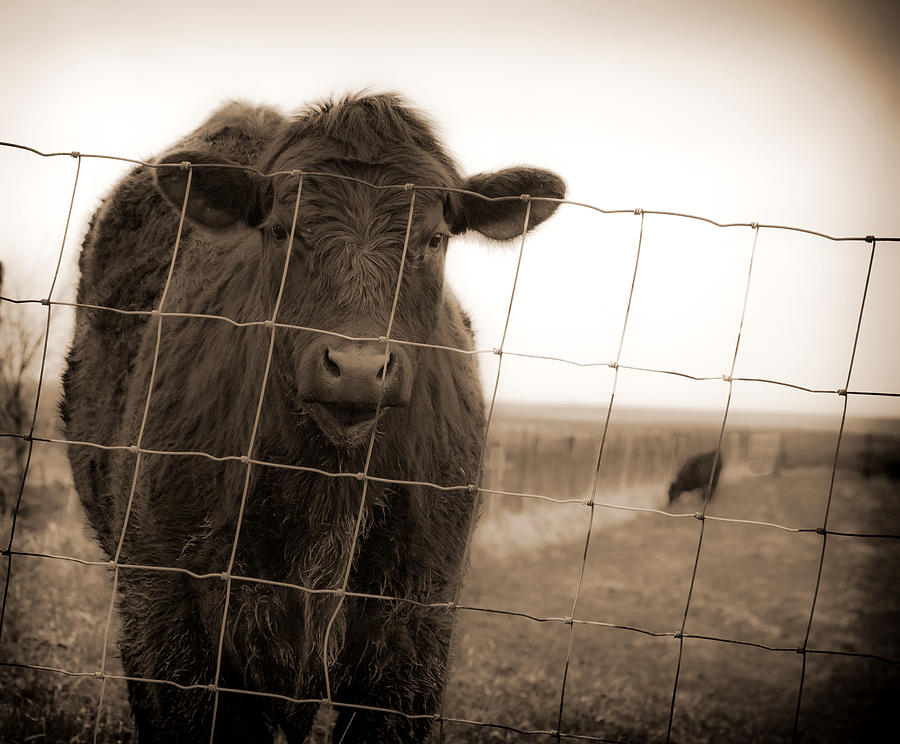 Cow at fence in sepia Photograph by Virginia Folkman