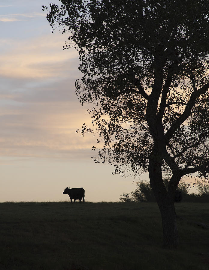 Cow at Last Light Photograph by Richard Smith