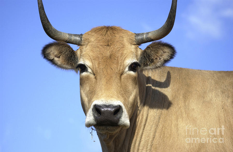 Nature Photograph - Cow Aubrac by Bernard Jaubert