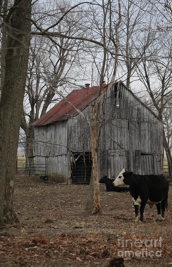 Cow Barn Photograph