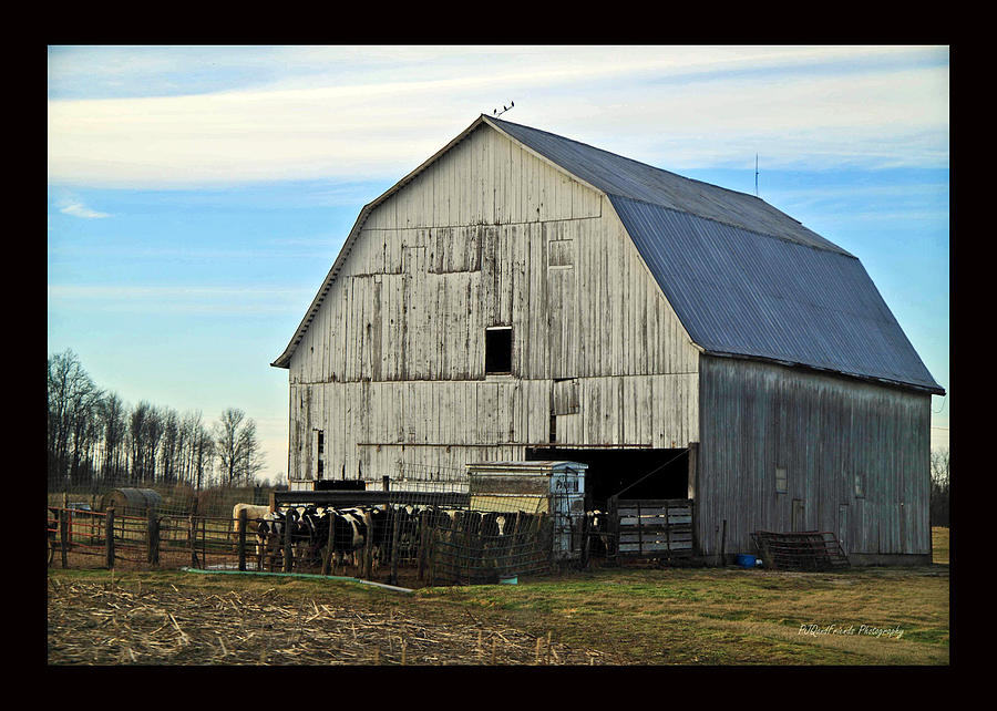 Cow Barn in Silver Photograph by PJQandFriends Photography