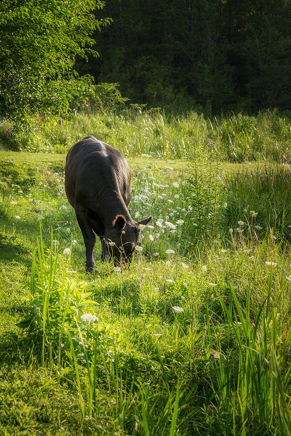 Cow Photograph by Bill Wakeley