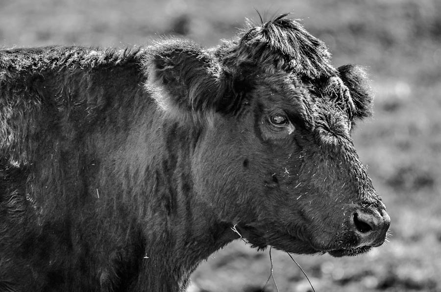 Cow Photograph by Brian Stevens
