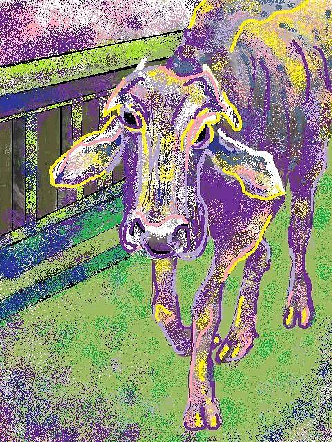 Indian Cow Digital Art - Cow by Cherie Sexsmith