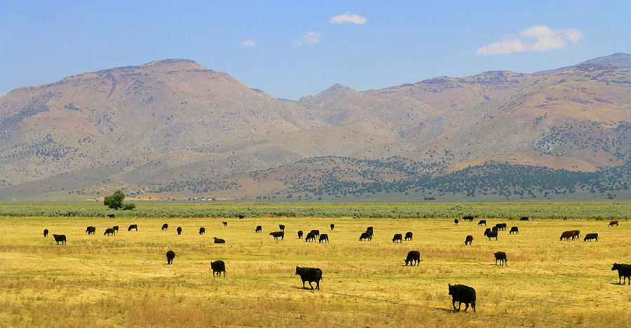 Cow Photograph - Cow Country by Lori Seaman