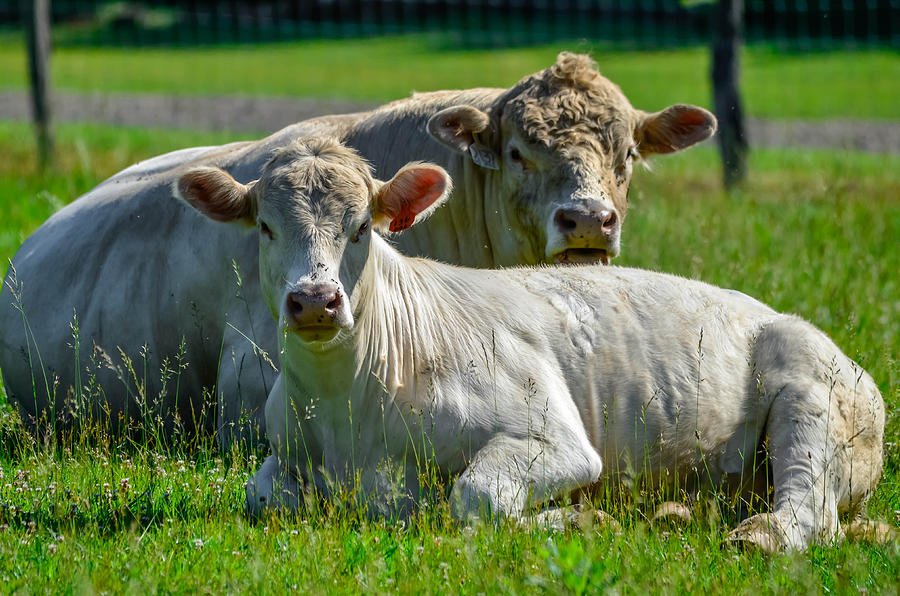 Cow Couple Photograph by Brian Stevens