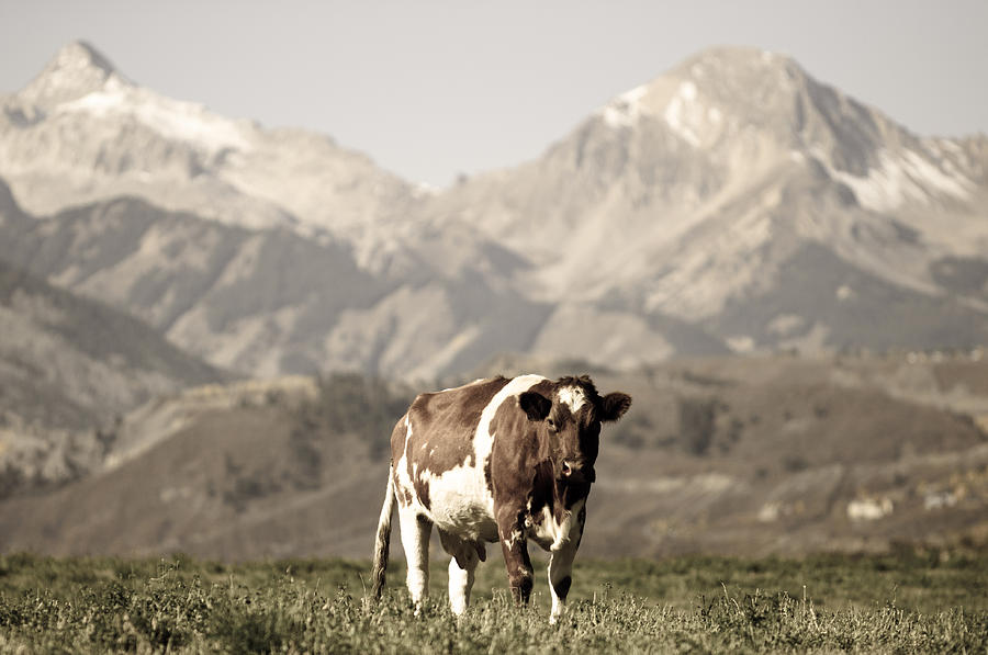 Cow Photograph - Cow by Daniel Huerlimann