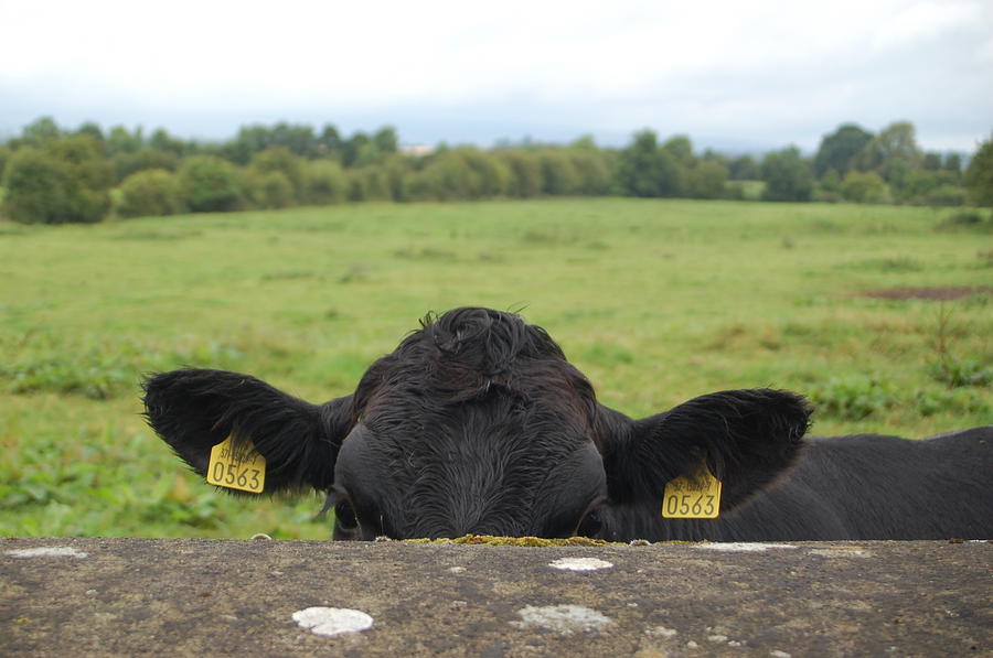 Cow Ears Photograph by Reyna Martin - Fine Art America