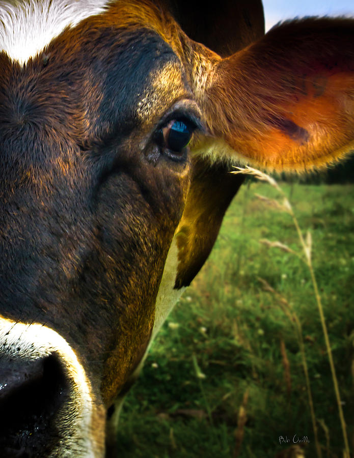 Cow Eating Grass Photograph By Bob Orsillo 7585