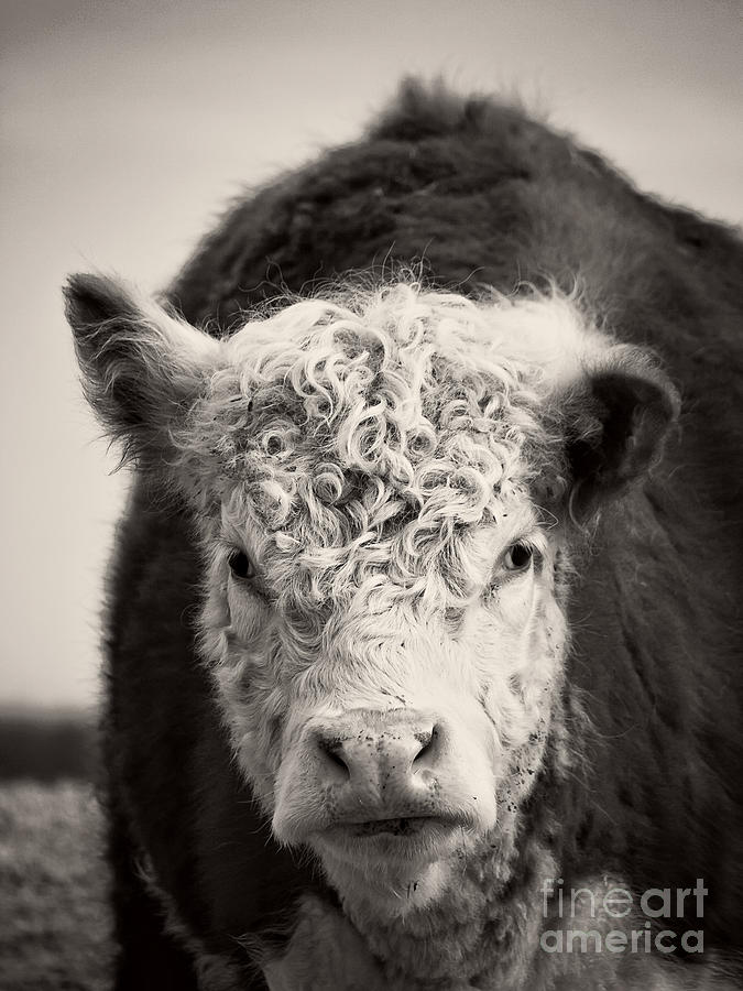 Cow Photograph by Edward Fielding