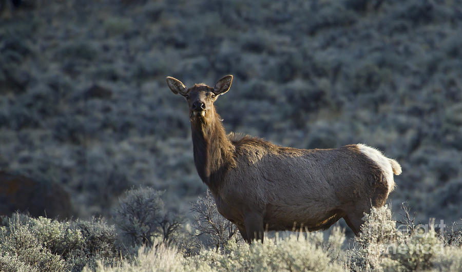Cow Elk   #7534 Photograph