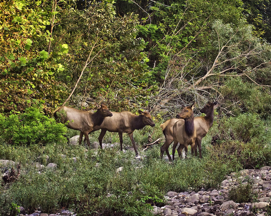 Cow Elk Crossing Buffalo River Photograph by Michael Dougherty