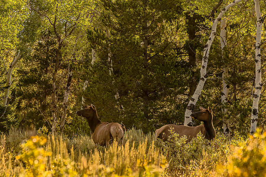 Cow Elk In Autumn Photograph by Yeates Photography