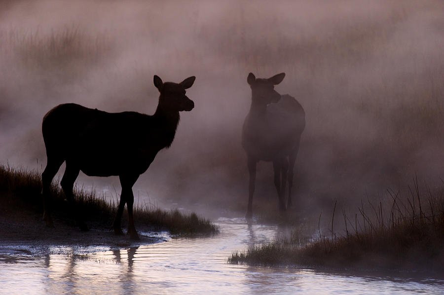Cow elk in the Morning Mist Photograph by Gary Langley