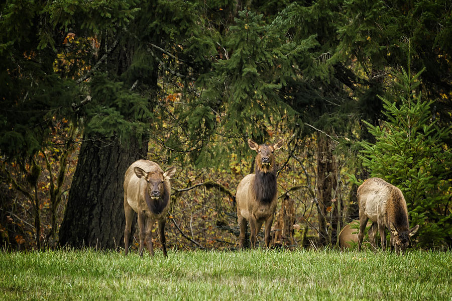 Cow Elk Munching - Oregon Photograph by Belinda Greb