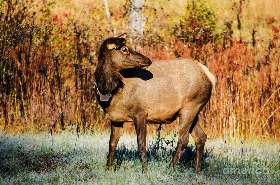 Cow Elk Photograph by Paul Mashburn