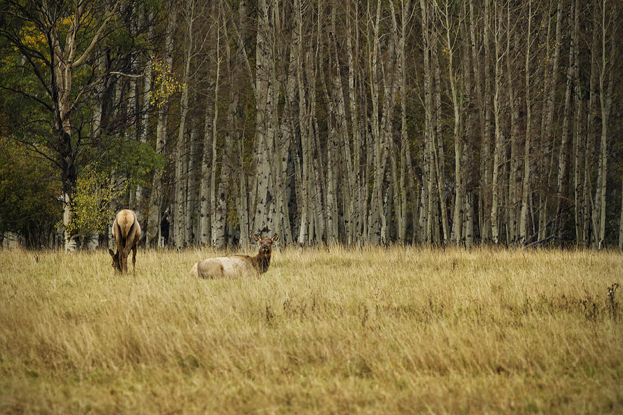 Cow Elk Resting - Grand Tetons Photograph by Belinda Greb