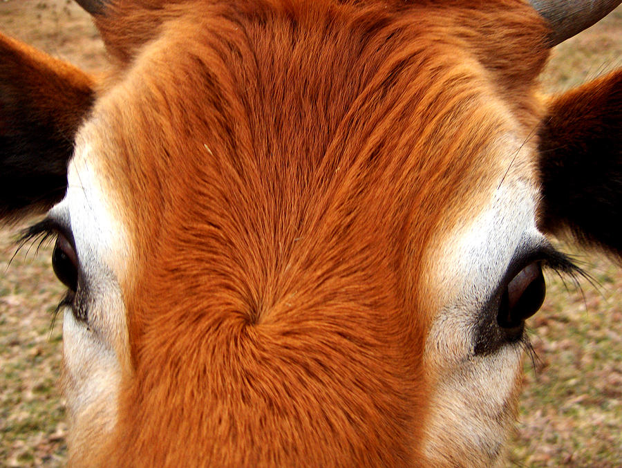 cow-eyes-photograph-by-pam-clark