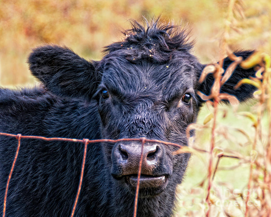 Farm Cow Face Photograph by Timothy Flanigan