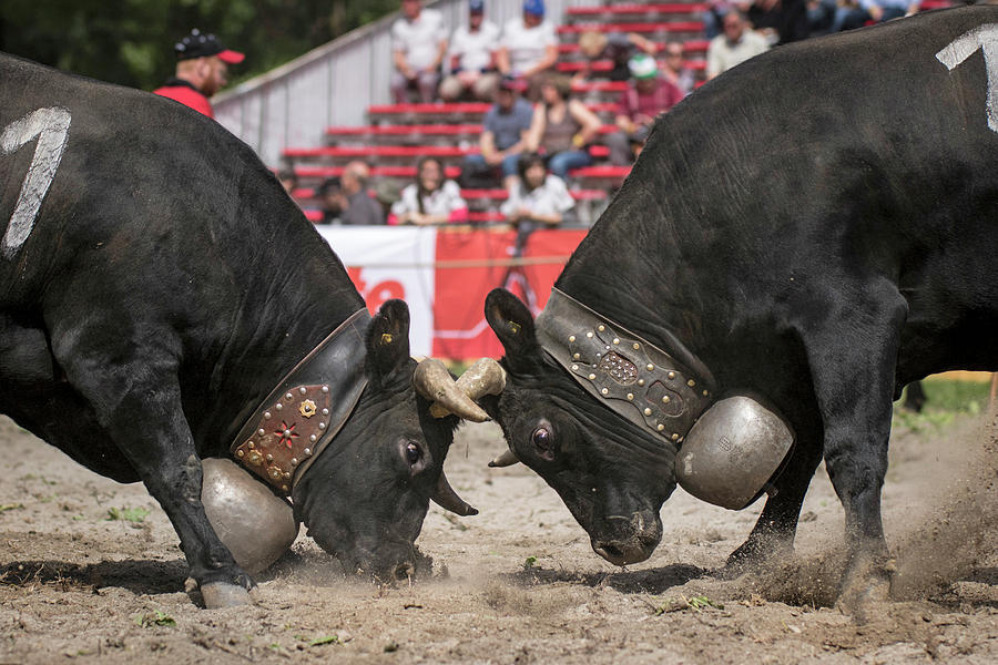 Cow Photograph - Cow Fighting Is A Traditional Swiss by Raffi Maghdessian