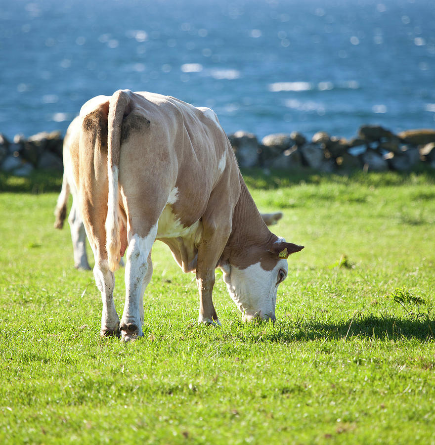 Cow Photograph by Firmafotografen