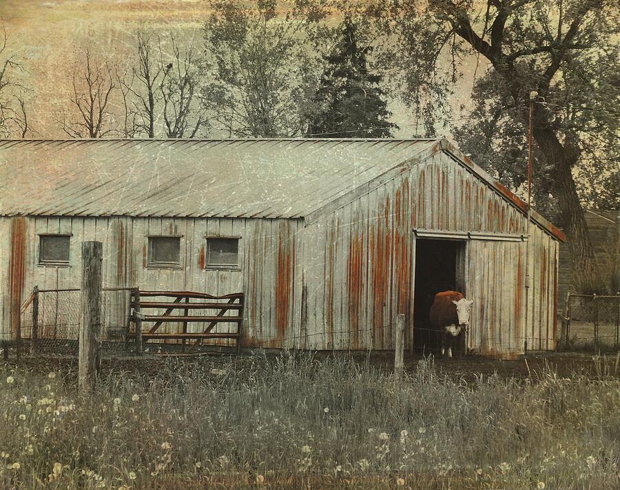 Cow Photograph by Gothicrow Images | Fine Art America