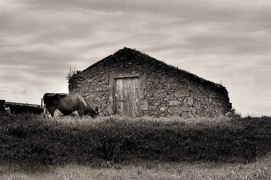 Cow grazes at rustic barn  Photograph by Joseph Amaral