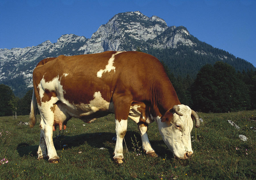 Cow Grazing In Field Bavaria Photograph by Heidi & Hans-Juergen Koch