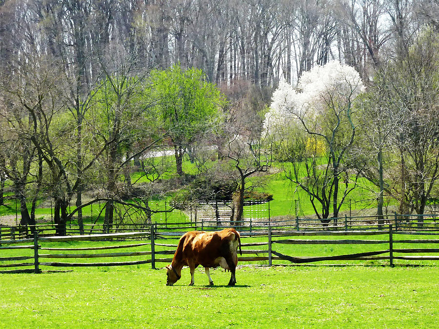 Cow Grazing in Pasture in Spring Photograph by Susan Savad