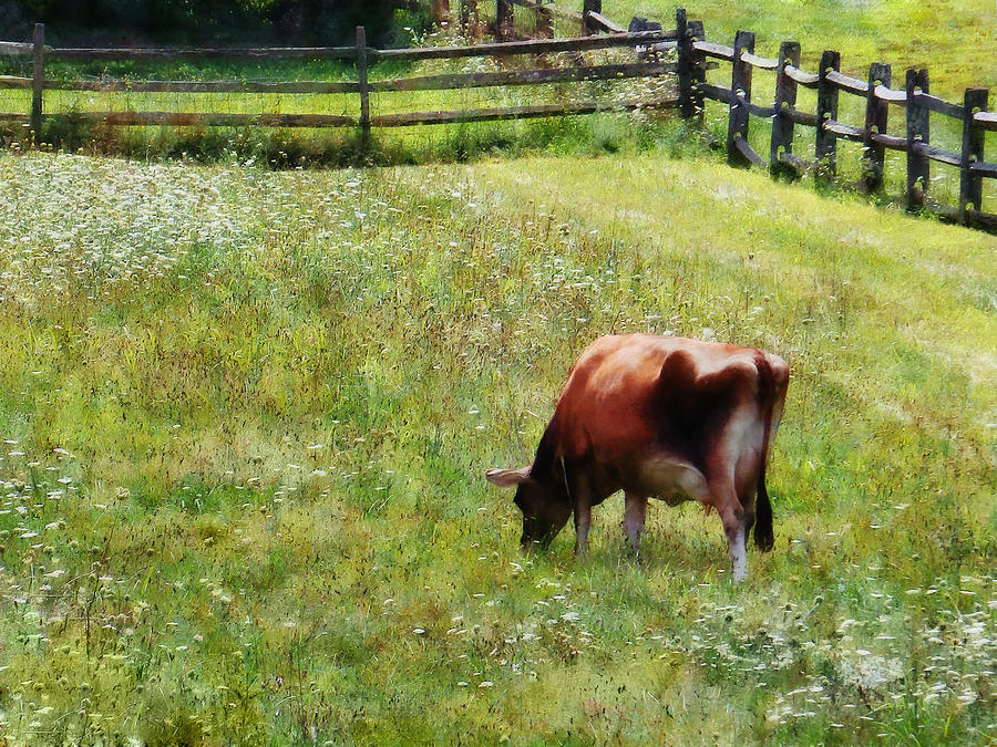 Cow Photograph - Cow Grazing in Pasture by Susan Savad