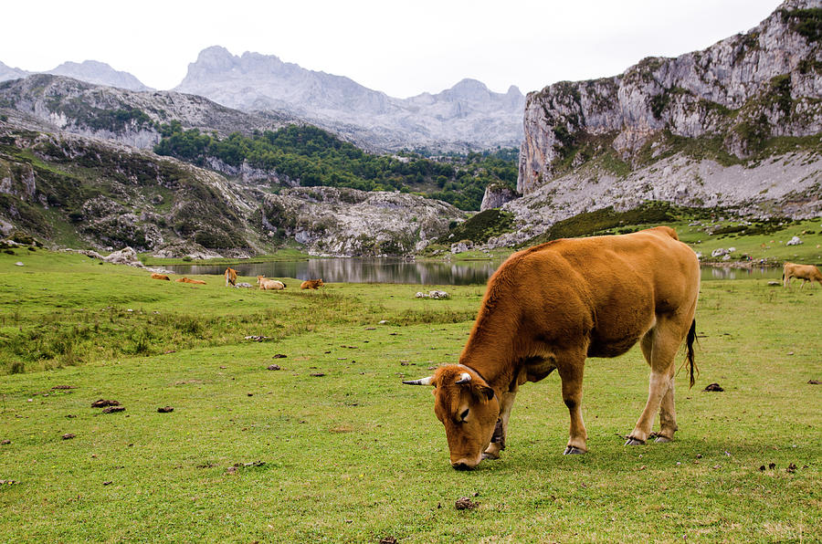 Cow Grazing In The Picos De Europa Photograph by Megan Ahrens