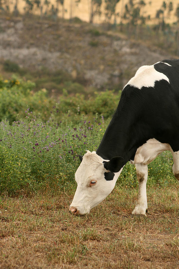 Cow Grazing Photograph by Robert Hamm - Fine Art America