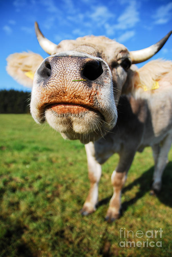 cow Photograph by Hannes Cmarits