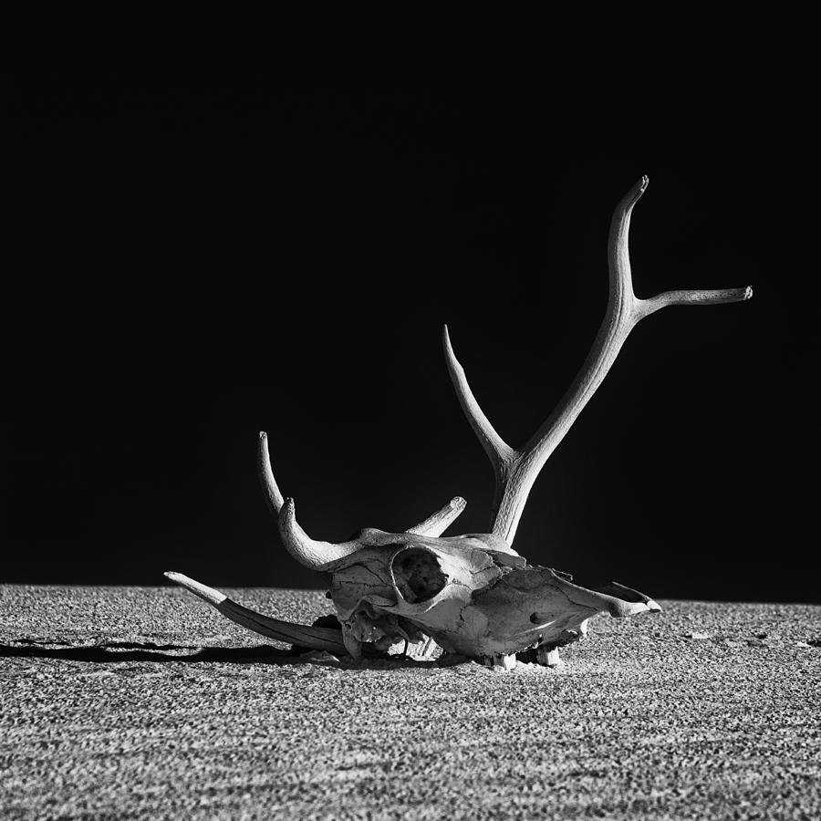 Cow skull and Antlers Photograph by Sandra Selle Rodriguez