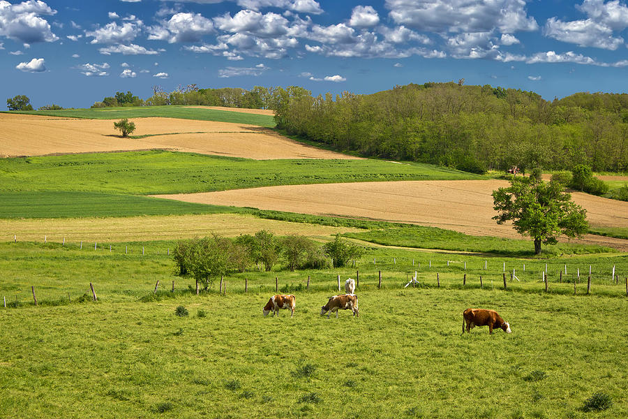 Cow herd in green landscape Photograph by Brch Photography